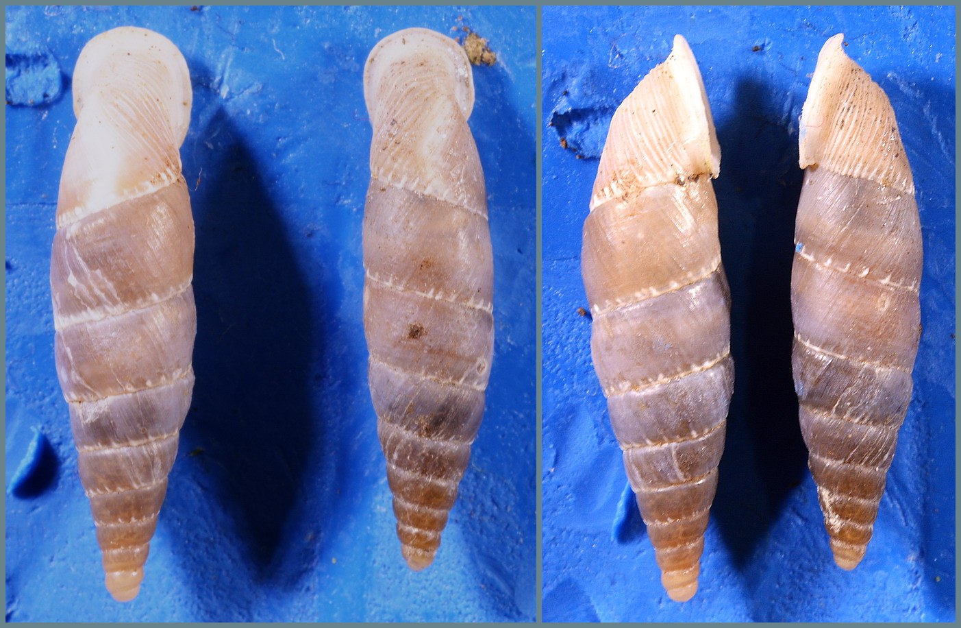 Leucostigma allo specchio